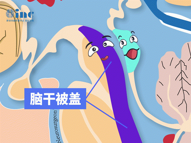 中腦被蓋部