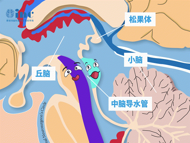 中腦導(dǎo)水管